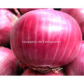Wholesale organic fresh red onion